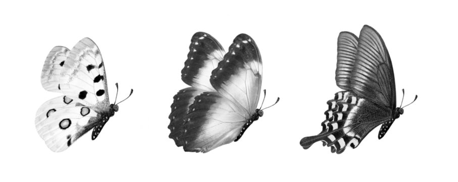 Set of tropical butterflies isolated on transparent background. flying butterflies black and white