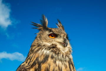 European Eagle Owl
