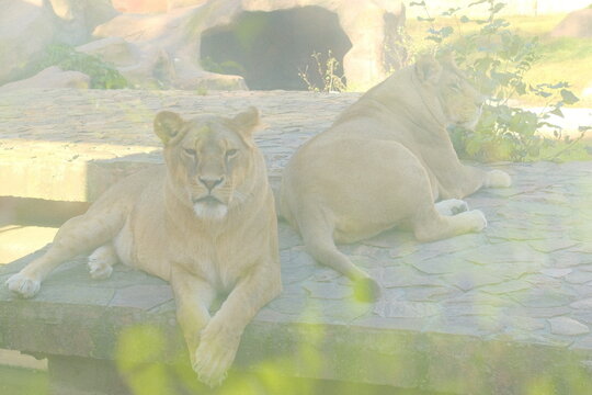 Two adult lionesses relax on stone at a Zoo on a bright afternoon.