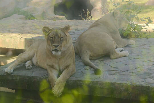 Two lionesses are resting on a platform, basking in the afternoon sun. - Powered by Adobe