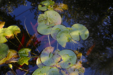 Lily pads are floating while goldfish swim underneath in a calm garden pond.