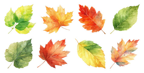Fototapeta premium PNG Colorful watercolor autumn leaves, element set on transparent background