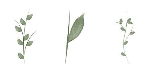 Three watercolor style illustrations display plant stems with green leaves on a white background. Each stem has slightly different leaf arrangements, showing variety in nature.