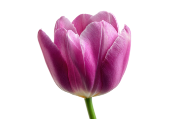 A vibrant purple tulip flower with delicate petals and a green stem, beautifully isolated against a dark transparent background. background removed