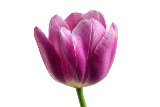 A vibrant purple tulip flower with delicate petals and a green stem, beautifully isolated against a dark transparent background. background removed