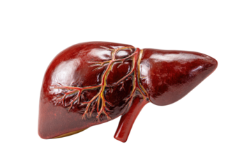 A detailed 3D rendering of a human liver model showcasing its vascular structure. Essential organ for metabolism and detoxification, depicted with realistic anatomy. background removed