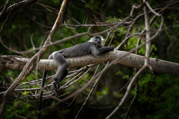 A Germain's langur in its native habitat. A family of Indochinese silvered langurs in a Vietnamese forest. Wild primates in Vietnam. 
