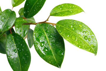 Lush green plant leaves glistening with clear water drops, capturing nature's refreshment and vitality. background removed
