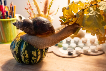 Giant African land snail Achatina on wooden board with decorative autumn pumpkin and oak leaves in warm home interior. Exotic pet care and unusual domestic animals concept.