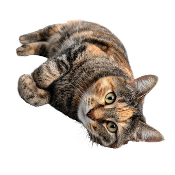 A curious tortoiseshell cat with striking eyes lies relaxed, looking directly at the viewer. Its unique patterned fur is clearly visible. background removed