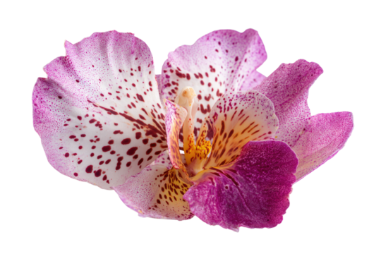 A vibrant pink and white orchid-like flower with intricate dark spots and a striking yellow-orange center, isolated on a deep transparent background. background removed