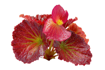 A vibrant red begonia plant with striking patterned leaves and a beautiful flower, all adorned with delicate water droplets. background removed
