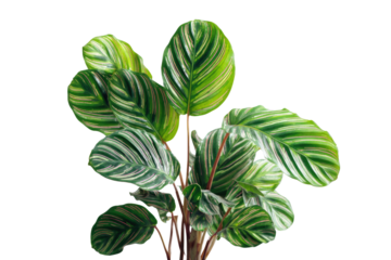A vibrant Calathea plant with distinctive white and pink pinstripes on lush green leaves, showcasing its beautiful natural patterns. background removed