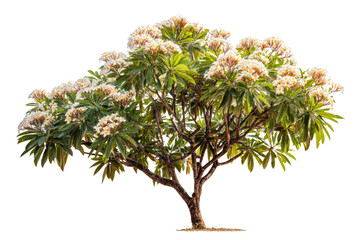 A vibrant plumeria tree, also known as frangipani, showcases abundant white and yellow blossoms amidst lush green leaves, isolated on a solid background. background removed