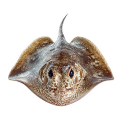 Detailed top-down studio shot of a brown and white spotted ray, showcasing its distinctive flat body, prominent eyes, and slender tail. background removed