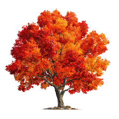 A stunning autumn tree with vibrant red, orange, and yellow leaves, showcasing the beauty of fall foliage, isolated on a transparent background. background removed