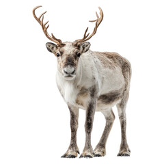 A majestic reindeer with impressive antlers stands alert, looking forward. Its unique winter coat features white, grey, and brown tones. background removed