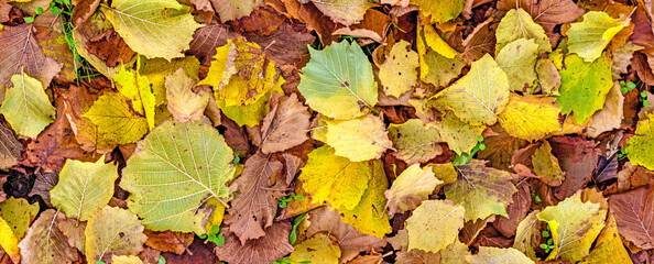 Colorful fallen hazel tree leaves covering the ground in autumn, showing shades of yellow, green,...