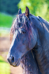 Rappe - Pferd - Allgäu - Haflinger - Landwirtschaft