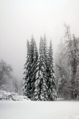 Naklejka premium Majestic snow-covered fir trees stand tall in a serene winter forest under a soft mist