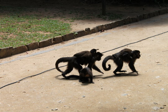 Macacos no Jardim Bot&acirc;nico com filhotes e brincando