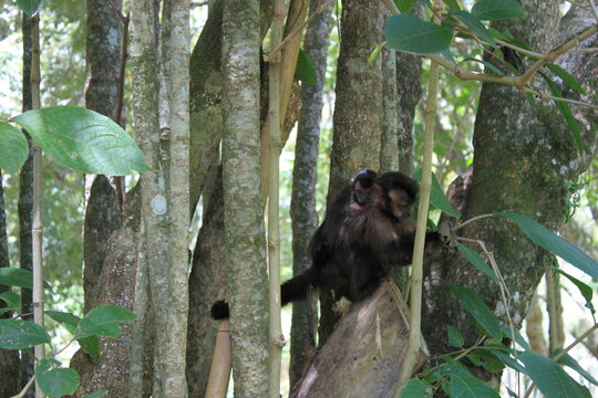 Macacos no Jardim Bot&acirc;nico com filhotes e brincando