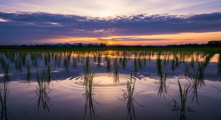 Obraz premium Serenity over rice paddies at sunset: A tranquil vista of rural agricultural landscape