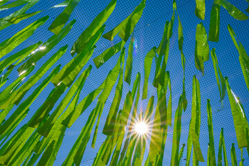 Green Fabric Strips Against Blue Sky with Sunburst