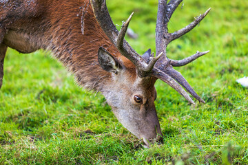 Hirsch - Kopf - Rotwild - Geweih - Wild