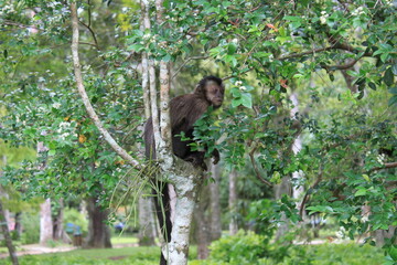 Obraz premium macaco, macaco prego, primata, vida selvagem, wild life, animais, mamífero, zôo, natureza, fauna, monkey