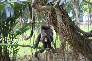macaco, macaco prego, primata, vida selvagem, wild life, animais, mamífero, zôo, natureza, fauna, monkey