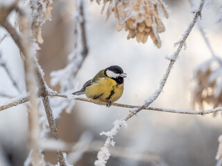 Cute bird Great tit, songbird sitting on a branch with snow in the autumn or winter.