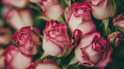 A close-up shot of a bunch of pink roses