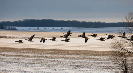 Flock of Canada Geese Flying Over a Snowy Winter Field with Bare Trees and Distant Forest Under a Cloudy Sky