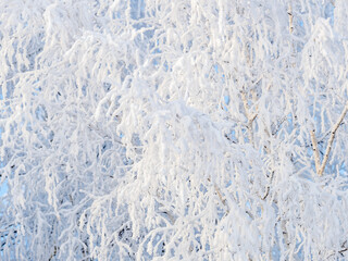 Tree branches in winter covered with snow and frost in snowfall. Frozen tree branches.
