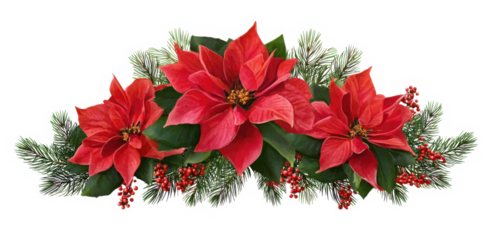 Red poinsettia flowers and pine twigs in a Christmas waved arrangement isolated on white or transparent background. Holiday garland.
