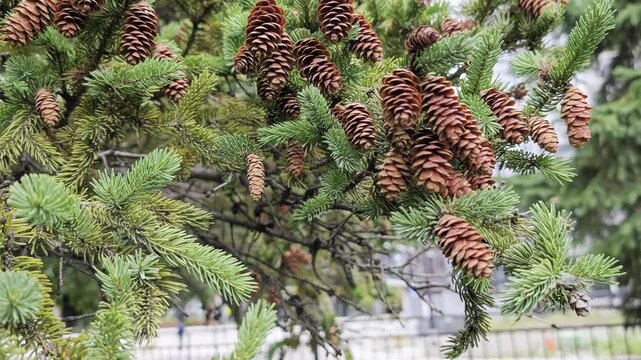 Close-up video of brown pine cones hanging on a lush evergreen tree branch with green needles, shot outdoors in natural light, symbolizing nature, forest growth, and tranquility.