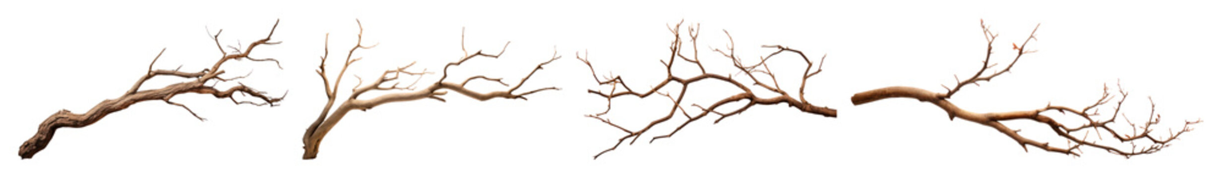 PNG Intricate dry branches isolated, element set on transparent background