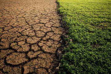 Contrast between cracked dry earth and lush green vegetation in a field showing environmental change