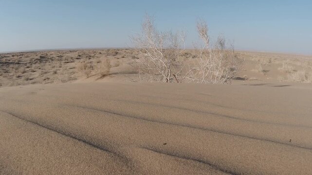 Wind lifts streams of sand across a pale dry bush in an empty landscape on a desert dune. Harsh heat, erosion, fragility and survival against climate and time.