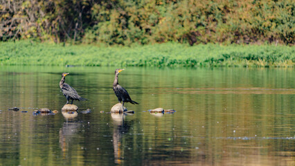Two Double-crested Cormorants Perched on Rocks in William B. Pond, Sacramento