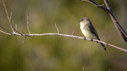 Phoebe bird sitting on a thigh