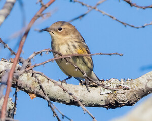 Yellow rumped warbler on a twig