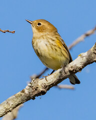Yellow rumped warbler on a twig