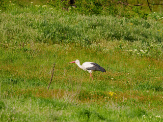 White Stork Walking in Green Field