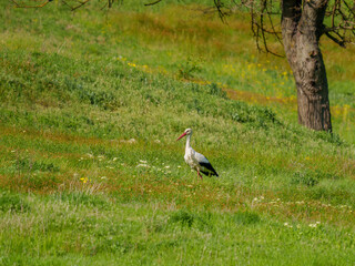 Stork in a Green Meadow