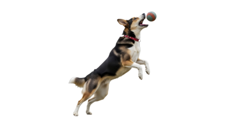 Dog Catching Ball Action, Canine Pet, White Isolated PNG, Realistic Animal Play, Side View Concept