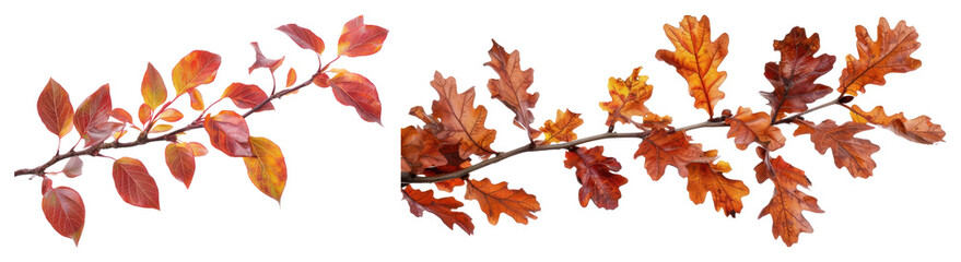 Obraz premium PNG Autumn leaves on branches beautifully, element set on transparent background