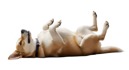 Dog Asking for Belly Rubs, Lying on Back, Isolated White PNG, Realistic Animal Photo, Transparent Concept View