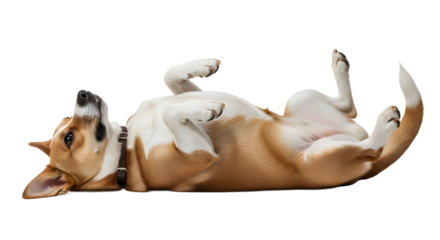 Dog Rolling on Back Joyfully, Realistic PNG, Isolated, White Background, Animal, Transparent, Side View Concept